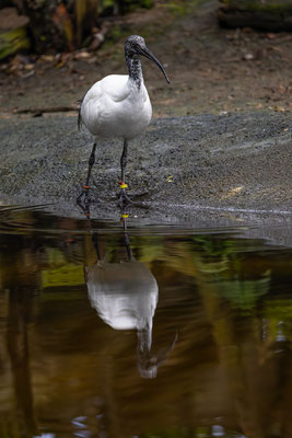 Hellaugenibis, momente-der-schoepfung.ch
