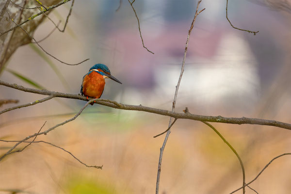 Eisvogel, momente-der-schoepfung.ch