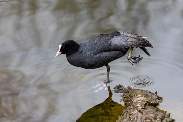 Blässhun Tierpakt Arth Goldau, momente-der-schoepfung.ch