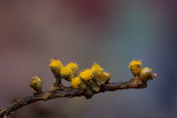 Myxomyceten Schleimpilz, Trichia verrucasa, ABM2.5:1, momente-der-schoepfung.ch