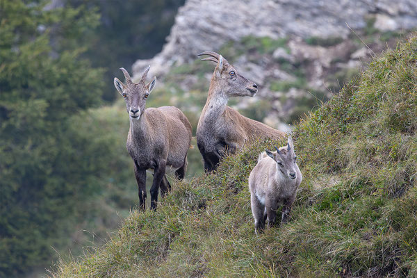 Alpensteinbock, momente-der-schoepfung.ch