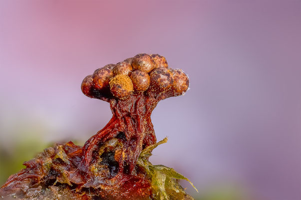 Myxomyceten Schleimpilz, Trichia verrucasa, ABM4:1, momente-der-schoepfung.ch