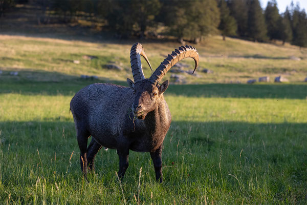 Alpensteinbock, momente-der-schoepfung.ch