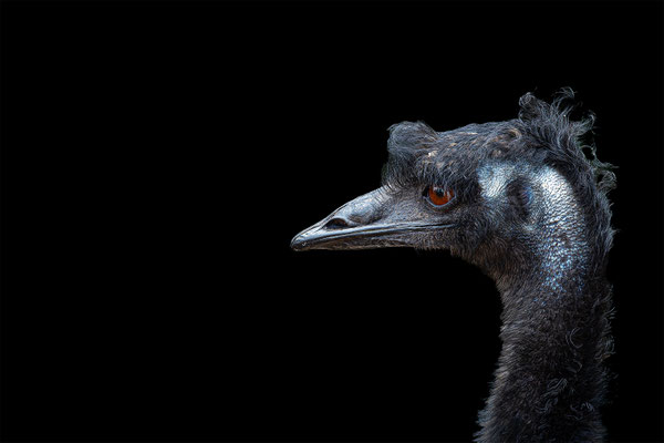 Gross Emu, Zürcher Zoo, momente-der-schoepfung.ch