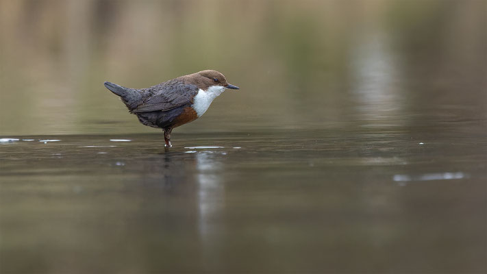 Wasseramsel, momente-der-schopfung.ch