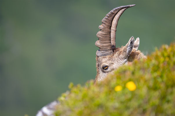 Alpensteinbock, momente-der-schoepfung.ch