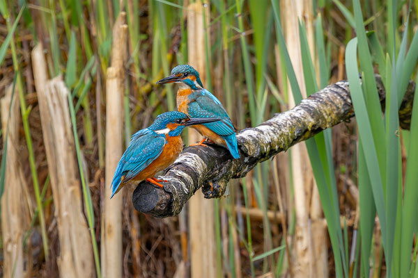 Eisvogel, momente-der-schoepfung.ch