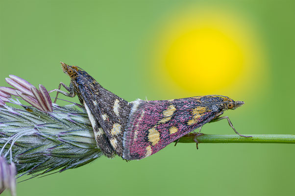 Purpuroter Zünsler, momente-der-schoepfung.ch