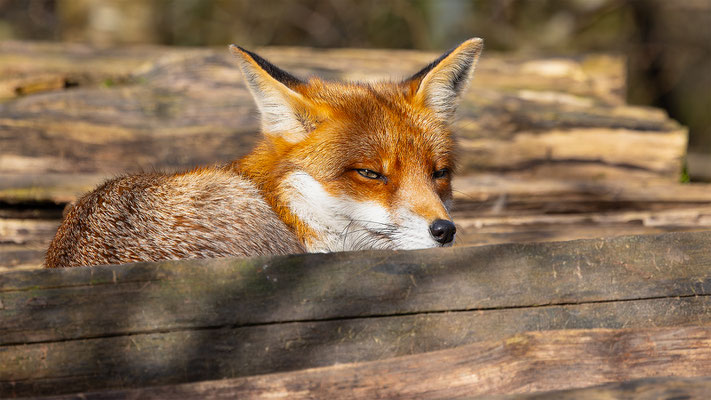 Fuchs, momente-der-schoepfung.ch