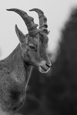 Alpensteinbock, momente-der-schoepfung.ch