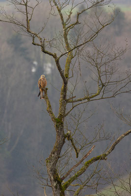 Rotmilan, momente-der-schoepfung.ch