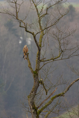 Rotmilan, momente-der-schoepfung.ch