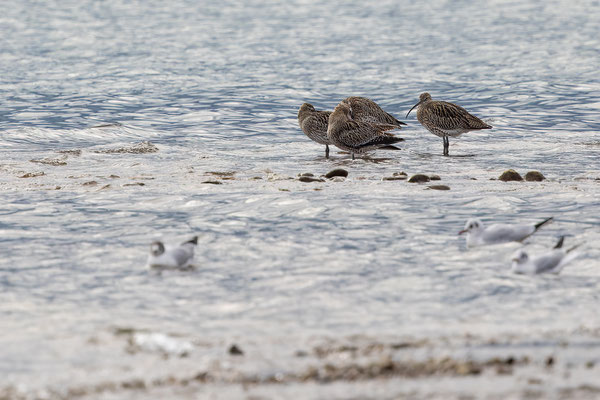 Brachvögel, momente-der-schoepfung.ch