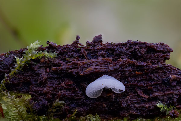 Pilz mir unbekannt, ABM1.5:1, momente-der-schoepfung.ch