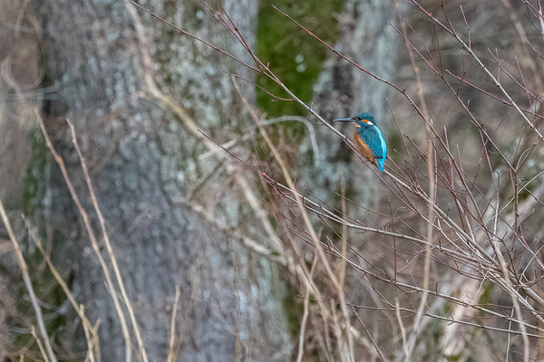 Eisvogel, momente-der-schoepfung.ch