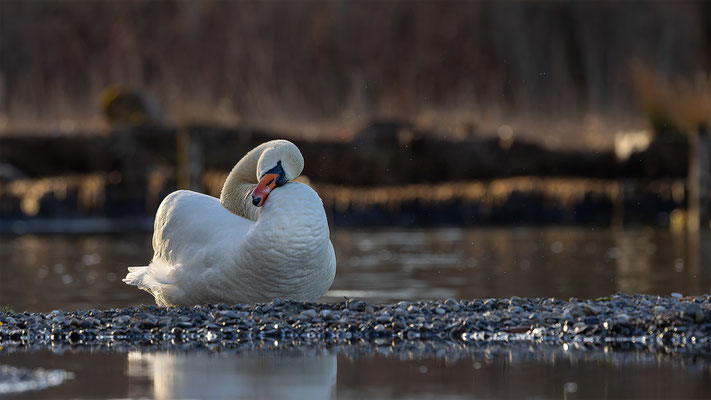 Höckerschwan, momente-der-schoepfung.ch