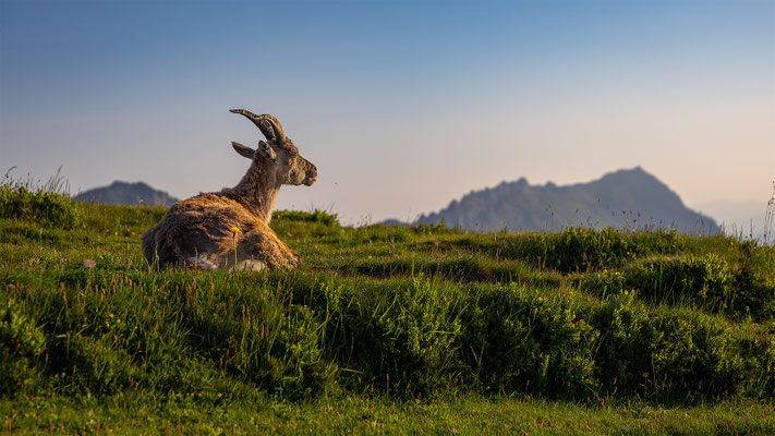 Alpensteinbock, momente-der-schoepfung.ch