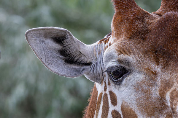 Netzgiraffe, Zürcher Zoo, momente-der-schoepfung.ch