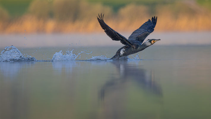 Kormoran, momente-der-schoepfung.ch