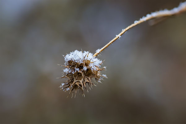 Winterkunst, momente-der-schoepfung.ch
