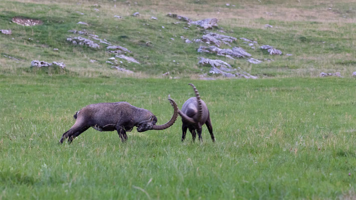 Alpensteinbock, momente-der-schoepfung.ch