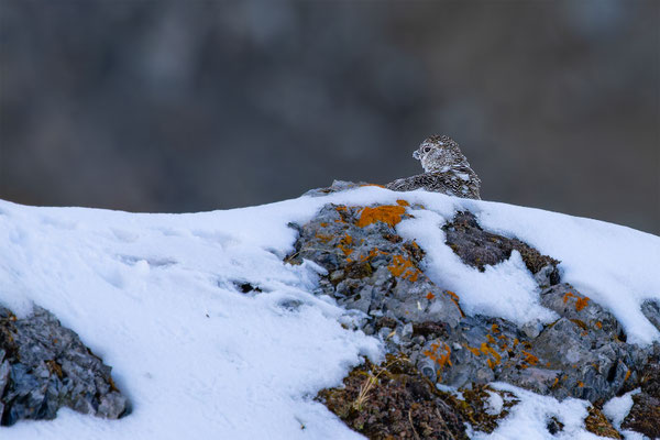 Alpenscheehuhn, momente-der-schoepfung.ch
