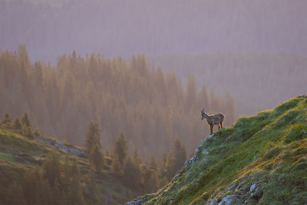 Alpensteinbock, momente-der-schoepfung.ch