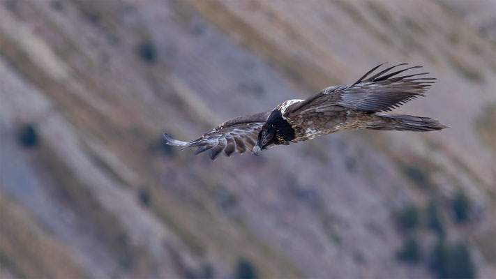 Bartgeier, momente-der-schoepfung.ch