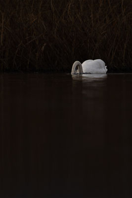 Höckerschwan, momente-der-schoepfung.ch