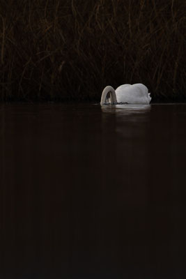 Höckerschwan, momente-der-schoepfung.ch