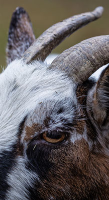 Zwergziege Tierpakt Arth Goldau, momente-der-schoepfung.ch