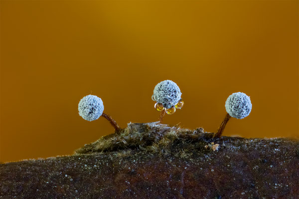 Myxomyceten Schleimpilz, Didymium nigripes, ABM5:1, momente-der-schoepfung.ch