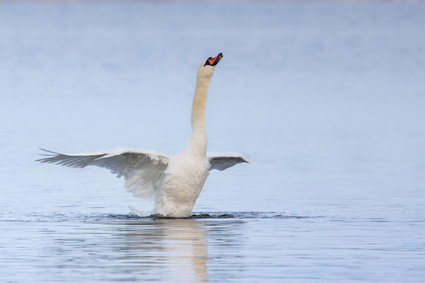 Höckerschwan, momente-der-schoepfung.ch