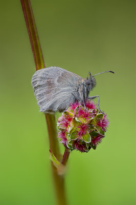 Wiesenvögelchen, momente-der-schoepfung.ch