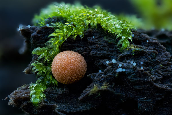 Myxomyceten Schleimpilz, Lyogala epidendrum, ABM2:1, momente-der-schoepfung.ch