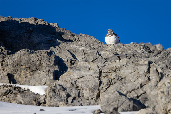 Alpenscheehuhn, momente-der-schoepfung.ch