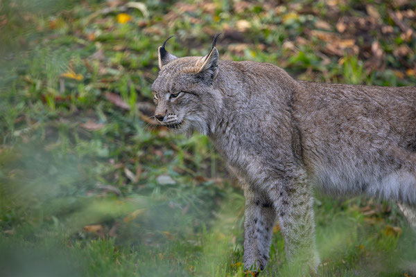 Luchs, momente-der-schoepfung.ch