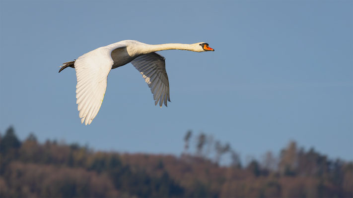 Höckerschwan, momente-der-schoepfung.ch