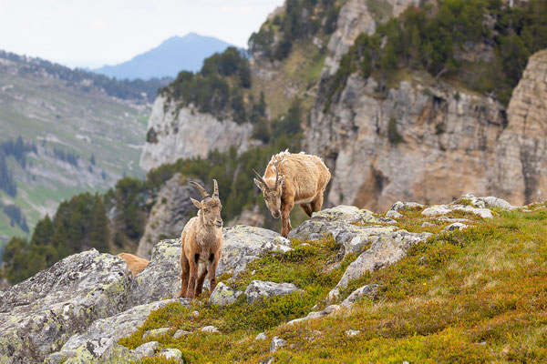 Alpensteinbock, momente-der-schoepfung.ch
