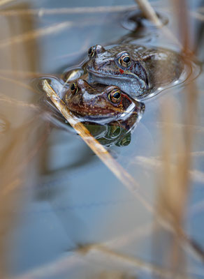Grasfrosch, momente-der-schoepfung.ch
