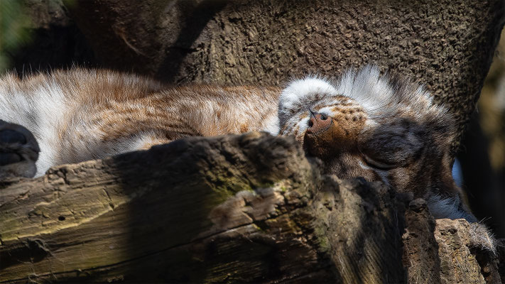 Luchs, Tierpakt Arth Goldau, momente-der-schoepfung.ch