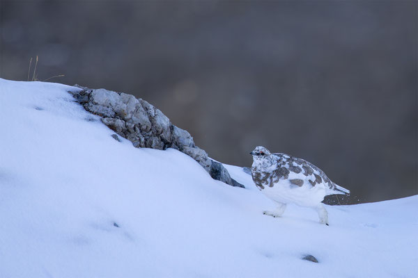 Alpenscheehuhn, momente-der-schoepfung.ch