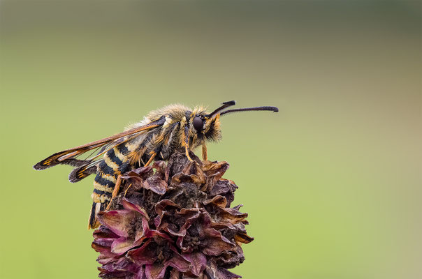 Hornklee Glasflügler, ABM1:1 momente-der-schoepfung.ch