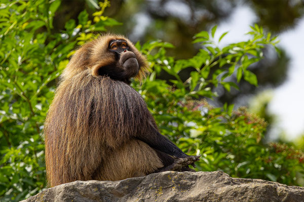 Dschelada, Zürcher Zoo, momente-der-schoepfung.ch