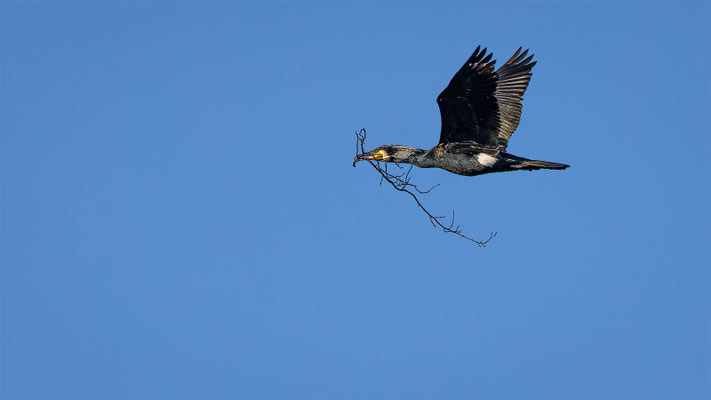 Kormoran, momente-der-schoepfung.ch