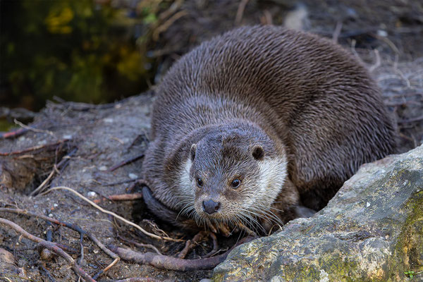 Fischotter Tierpakt Arth Goldau, momente-der-schoepfung.ch