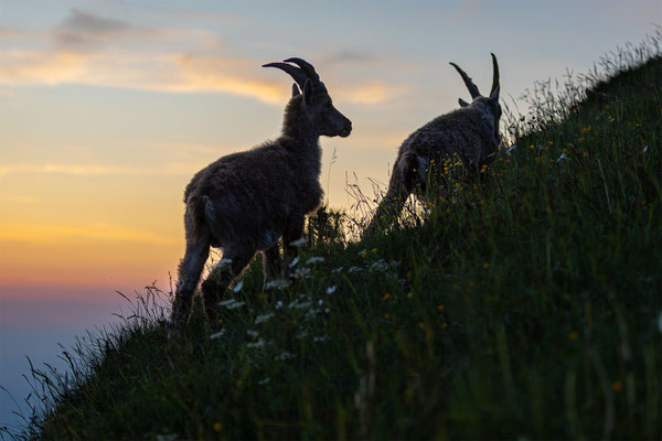 Alpensteinbock, momente-der-schoepfung.ch