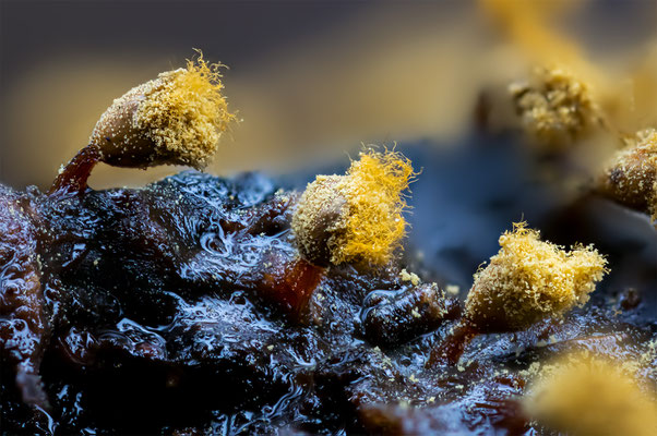 Myxomyceten Schleimpilz, ABM4:1, momente-der-schoepfung.ch