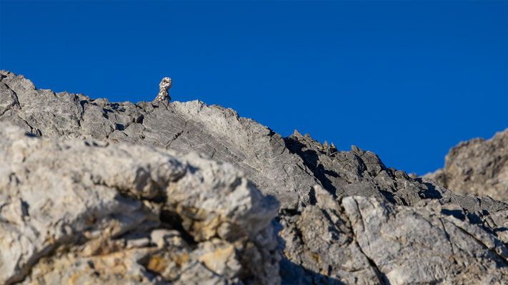 Alpenscheehuhn, momente-der-schoepfung.ch