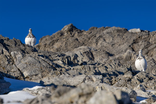 Alpenscheehuhn, momente-der-schoepfung.ch